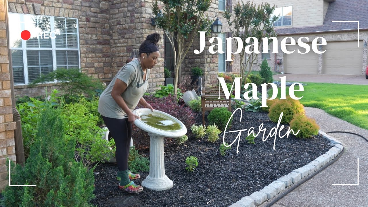 Editing my Japanese Maple Garden bed | Invincible Mini Mauvette Hydrangea & White Feathers Hosta