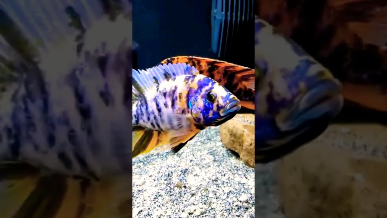 ⚠️ MONSTER Cichlid SHOWDOWN!🐟🎬 | OB Peacock Group  #Aquarium #fishtank #cichlid #wildlife #fish