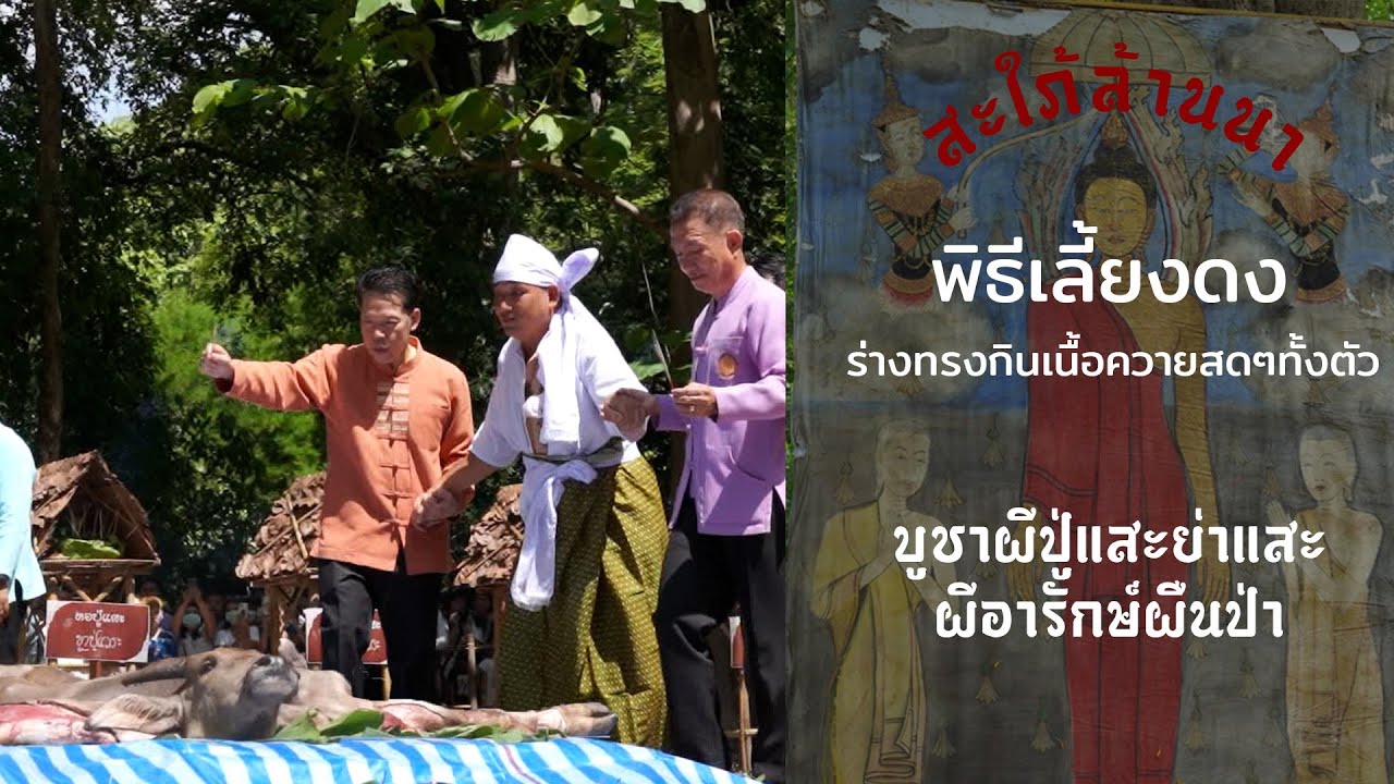 EP7 พิธีเลี้ยงดงปู่แสะย่าแสะ ปี2566 ร่างทรงกินควายหนุ่มสดๆทั้งตัว