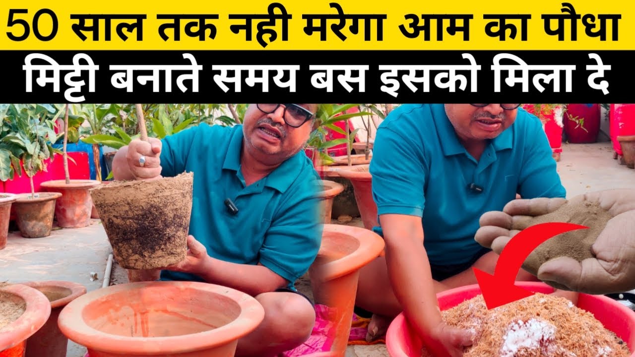ऐसे आम के पौधे की मिट्टी बनाएंगे तो 50 साल तक नहीं मरेगा || How To Make Potting Soil for mango plant