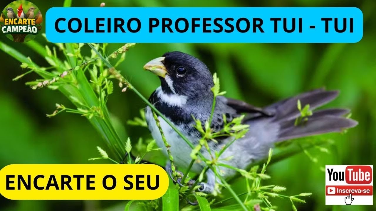 COLEIRO PROFESSOR TUI TUI ENCARTE CAMPEÃO