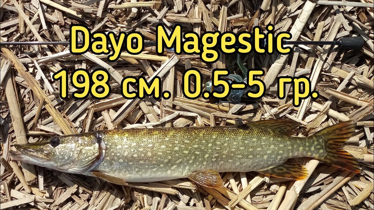 Поимка щуки, весом 1,5 кг. на Dayo Magestic 198 см. 0.5-5 гр.