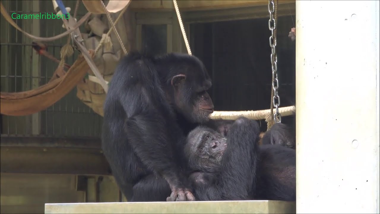 Aug 2020 Tama zoo chimps, Decky and Gin grooming