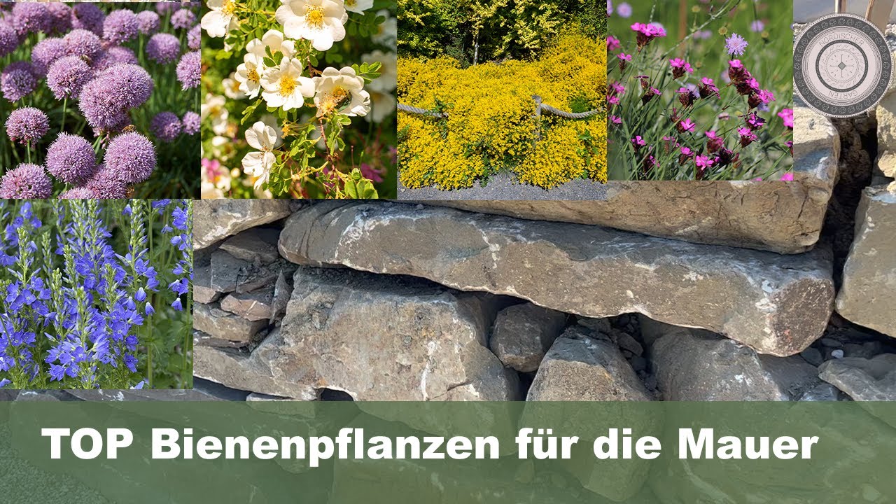 TOP Bienenpflanzen für Trockenmauern und Natursteinmauern , Geniale Tischdekoration für Ostern