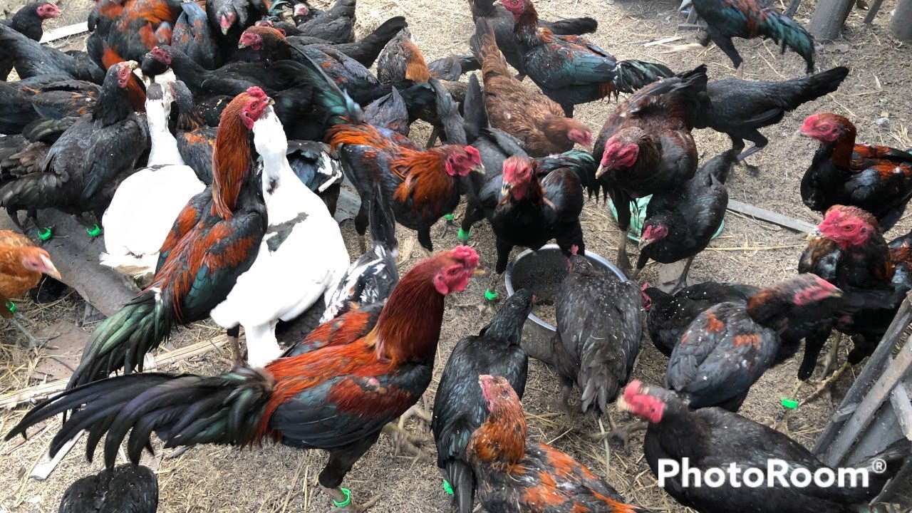 Ternak Ayam Kampung di Lahan Sempit, Modal Pas-Pasan!