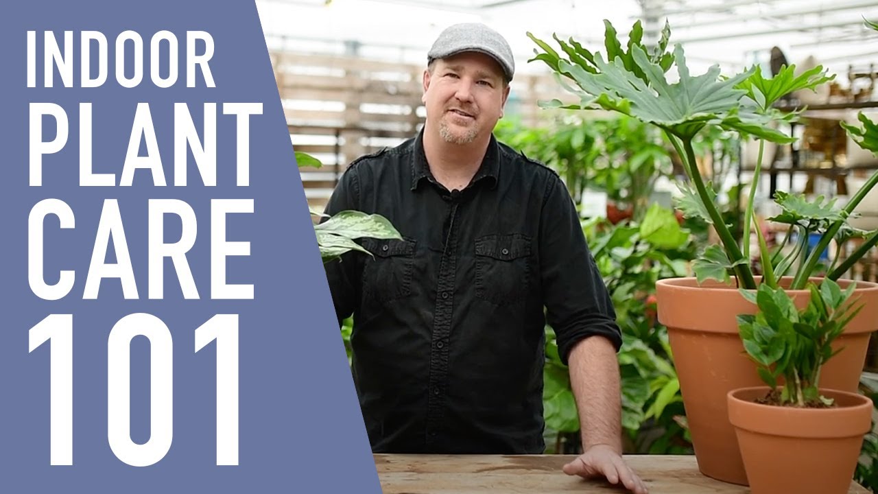 Tropical Plant Care Made Easy 🌱 || West Coast Gardens