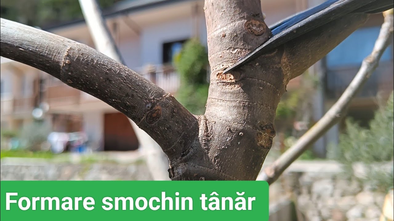 Tăierea Corectă a Smochinului Tânăr
