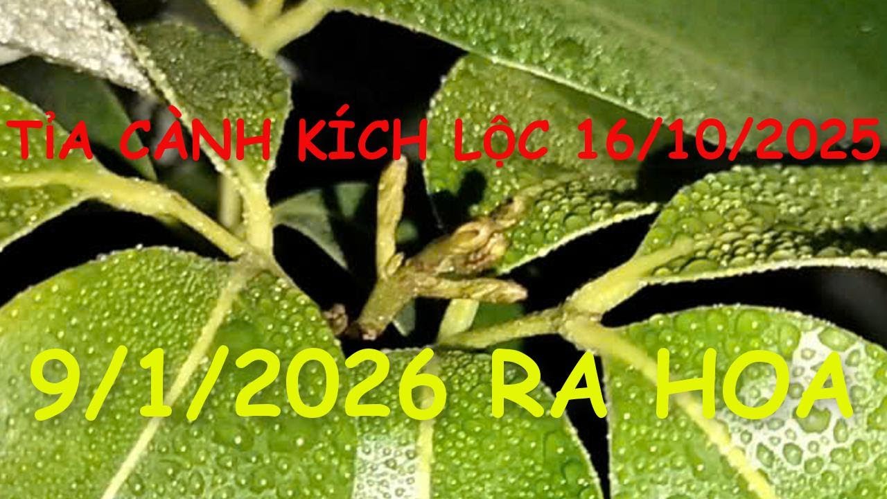 Kỹ thuật kích hoa các giống vải năm 2006.