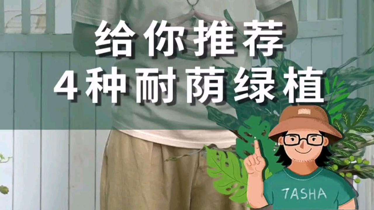 室内养什么植物合适？给你推荐4个好看又耐阴的品种啊~