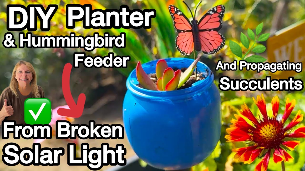 FREE DIY Succulent Planter & Hummingbird Feeder ❤️ Dollar Tree Solar Light Hack & Propagating Plants