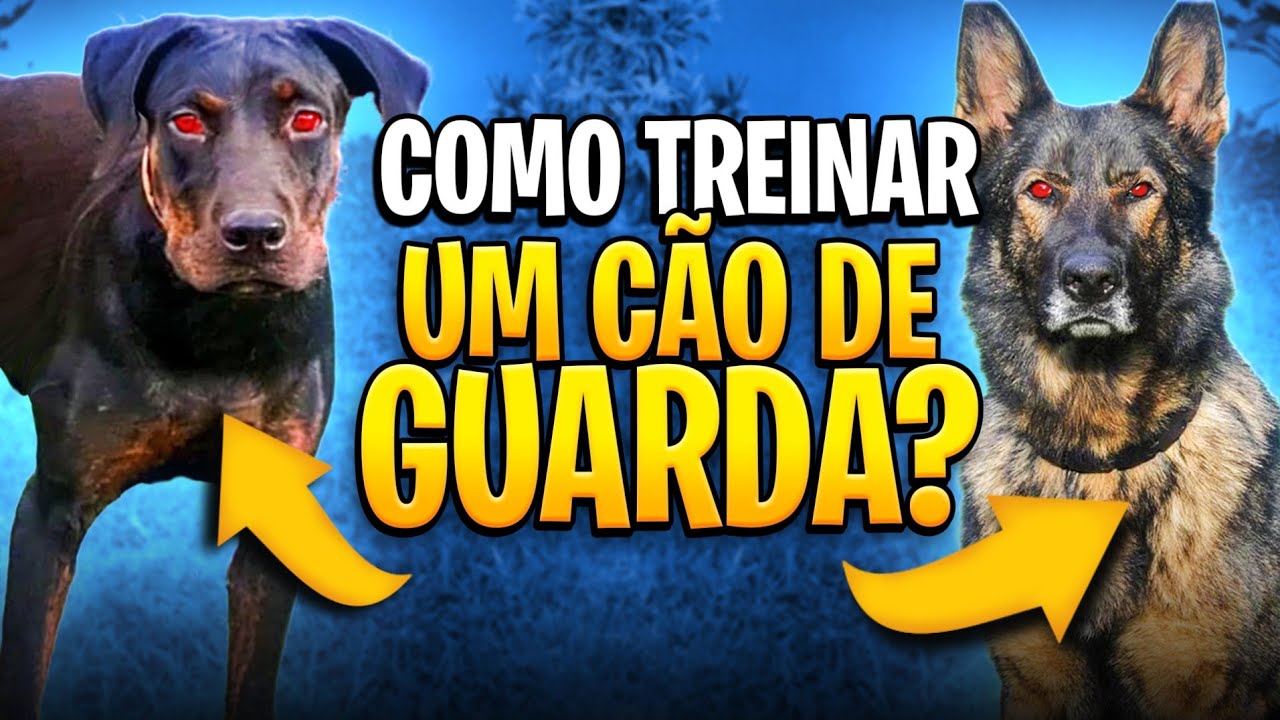 COMO TREINAR UM CÃO DE GUARDA?