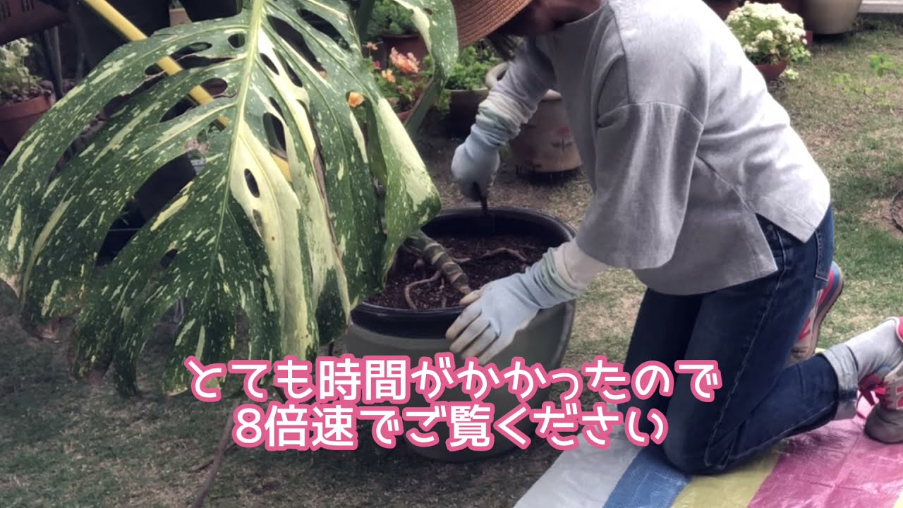 【斑入り巨大モンステラ】植え替えに挑戦！うまくいくのか？【観葉植物】【Monstera】【デリシオーサ】【モンステラ　デリシオーサ　バリエガータ】【植え替え】【剪定】