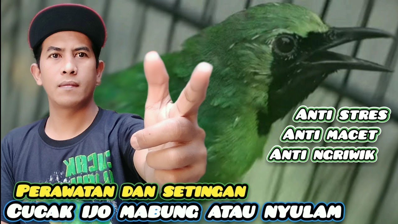 Perawatan Cucak ijo mabung/nyulam yang baik dan benar‼️rajin Gacor dengan stabil setiap hari