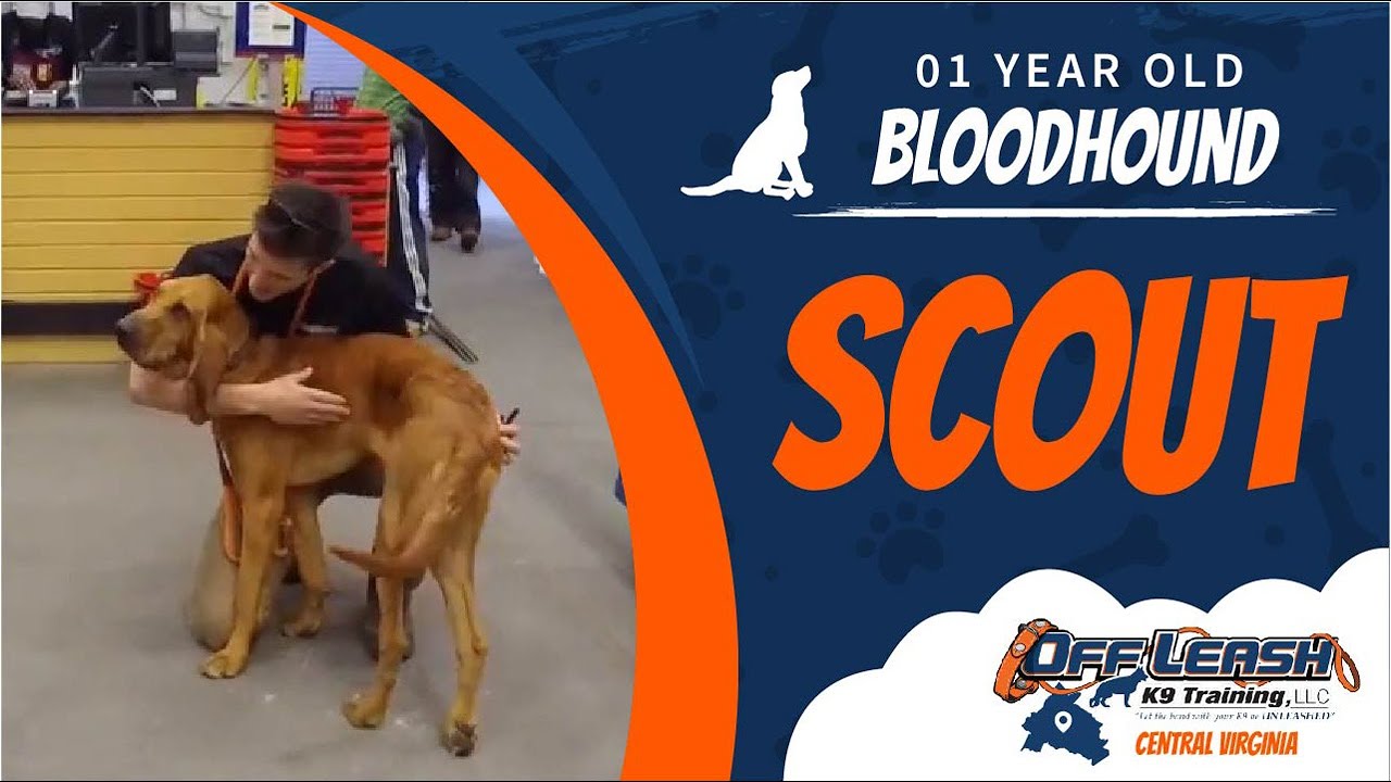 1 yo Bloodhound (Scout) | Offleash K9 Training | Best Richmond Dog Trainers