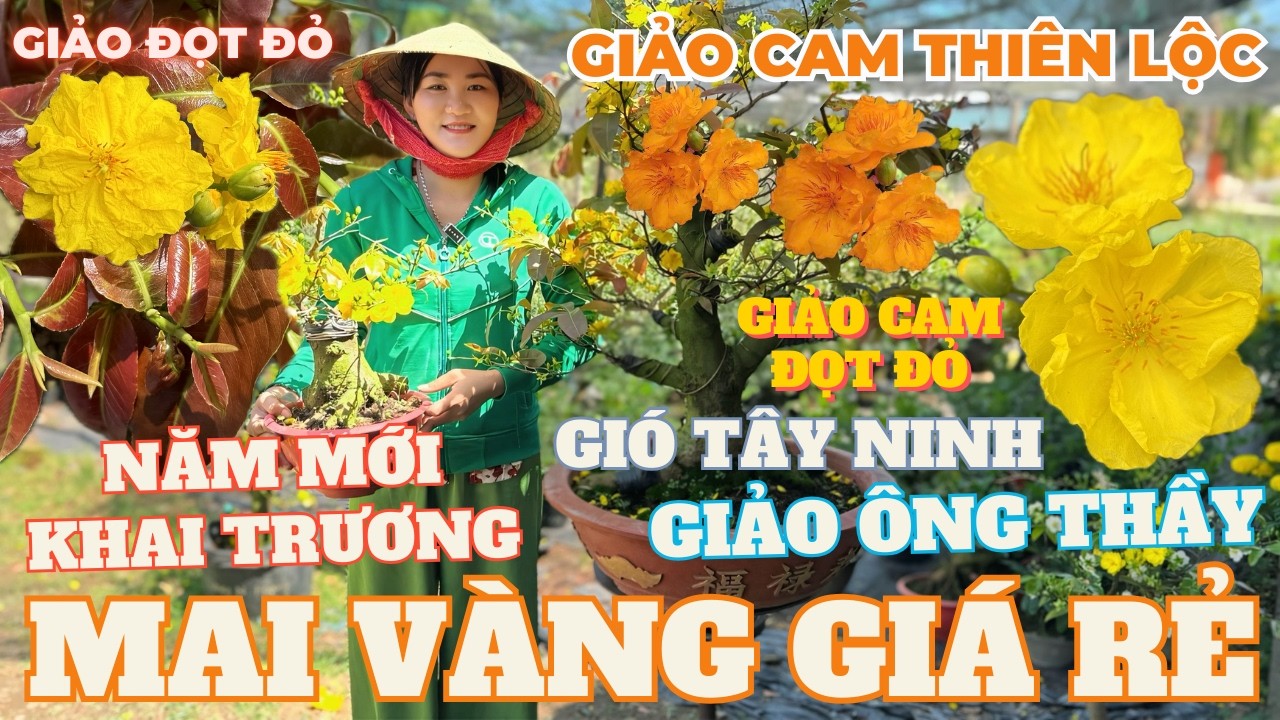 17-02 CHỊ THU Giao Lưu Mai Vàng Giá Rẻ, Giảo Ông Thầy, Giảo Đọt Đỏ, Gió Tây Ninh... • THÀNH TRỌNG LÊ