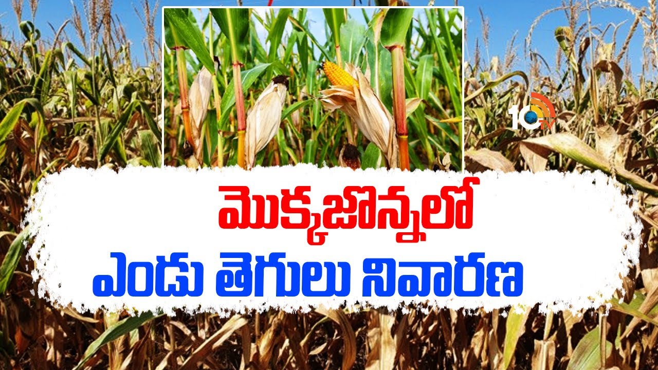 మొక్కజొన్నలో ఎండు తెగులు నివారణ | Prevention of dry rot in Maize Cultivation | Matti Manishi | 10TV