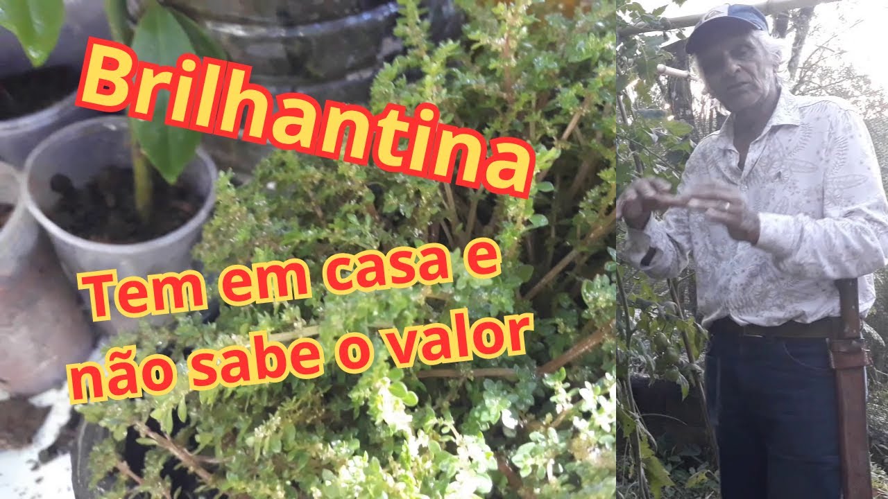 Brilhantina como fazer mudas e plantar