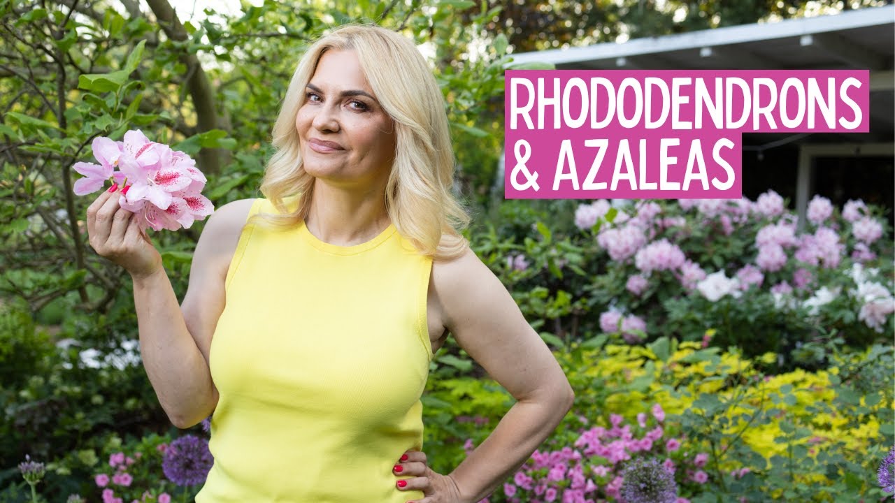 Growing rhododendrons - TIPS for healthy plants with LOTS of blooms!