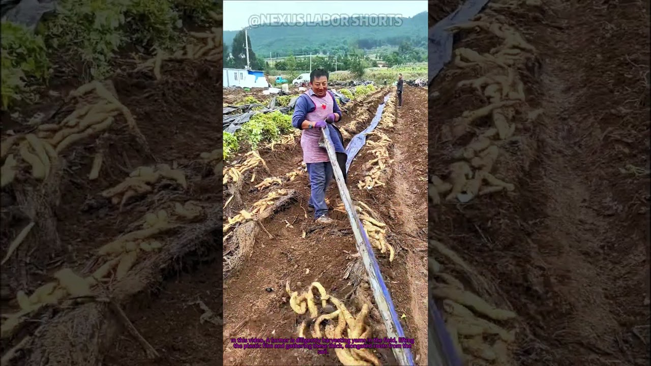 Farmers Harvest Giant Yam &ndash; The Labor Behind This Nutritious Root | Nexus Labor Shorts