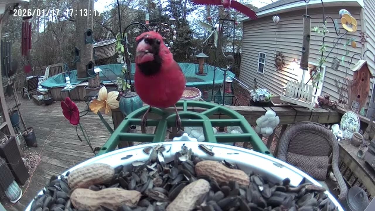 Epic Backyard Feeding Frenzy! Birds, Episode 5 - Squirrels, Raccoons & Possums Go Wild 🍽️🐿️🦝