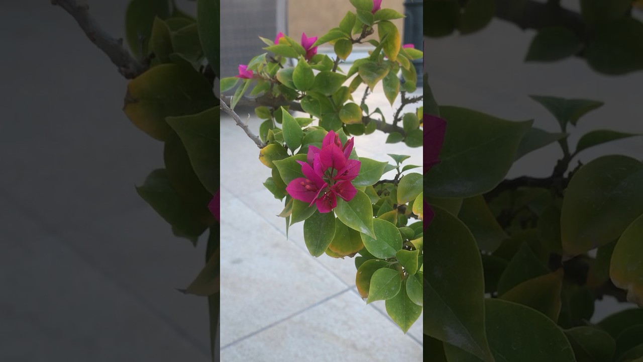 #roadto300subs #plantvibes #flowergarden #gardenvibes #flowerplants #trending #plantstyle #garden