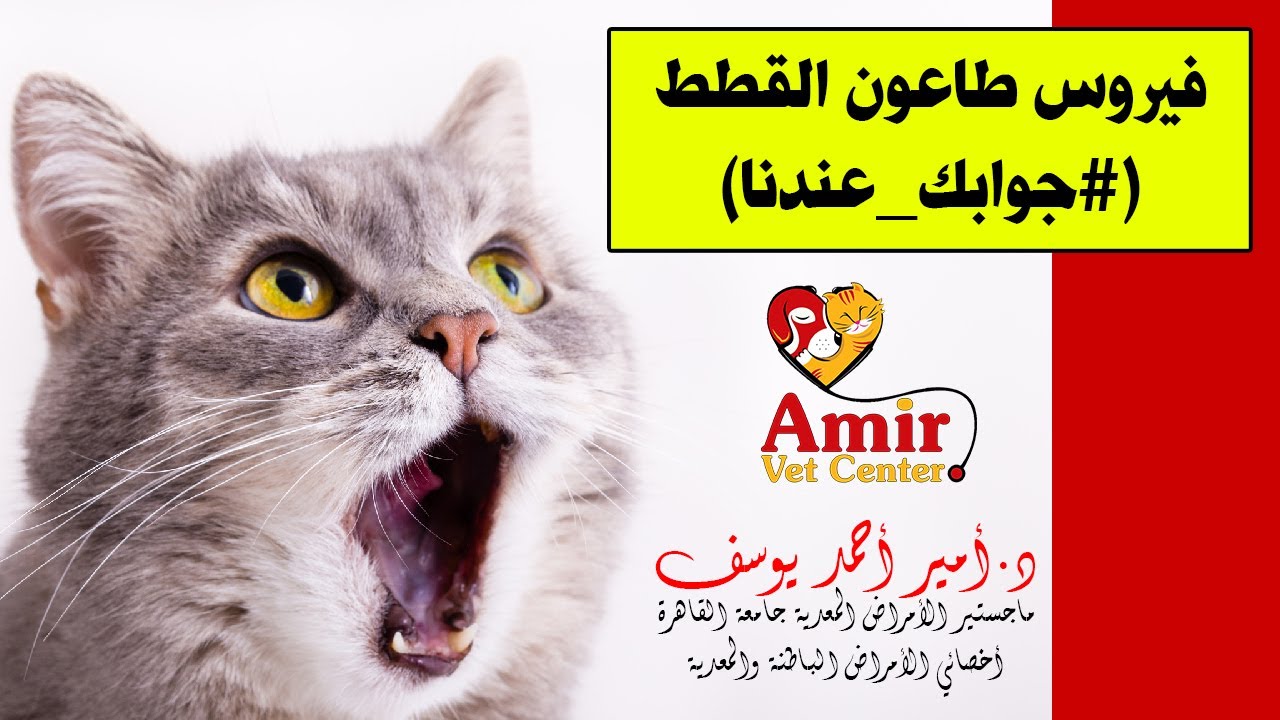 ڤيروس طاعون القطط