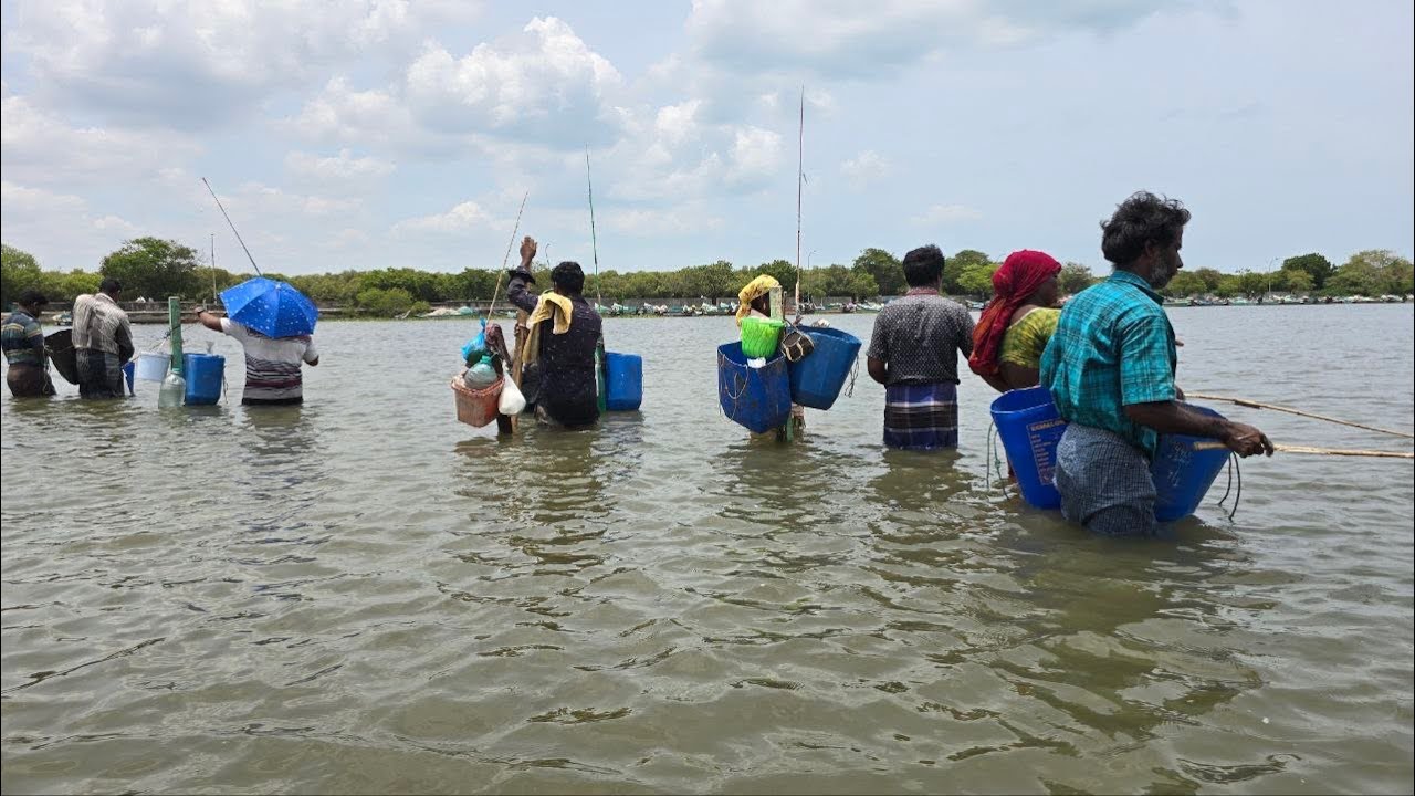 Back to Back Mullet Fish Catching Using a Bamboo Stick in a Deep Sea Water