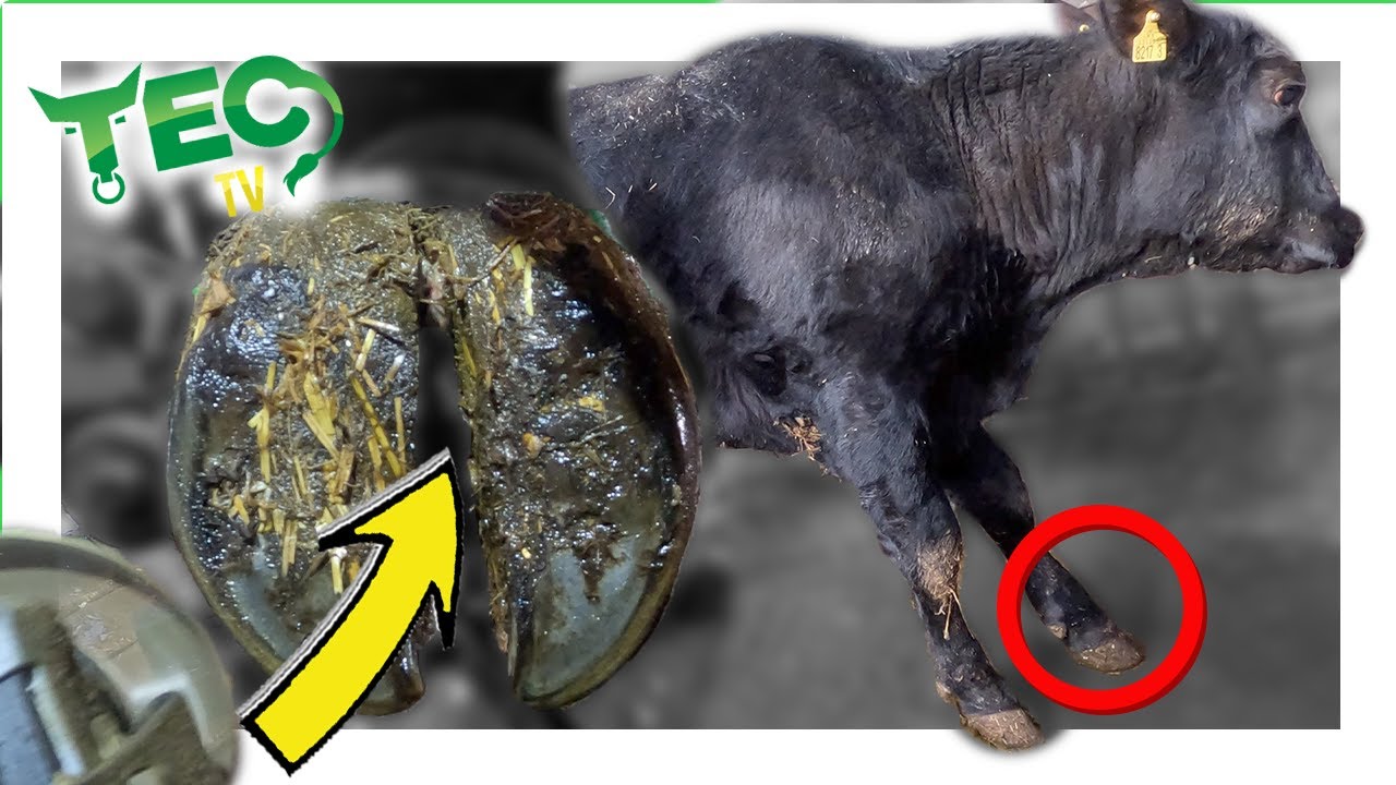 ANGUS COW CAN'T put WEIGHT on this FOOT???