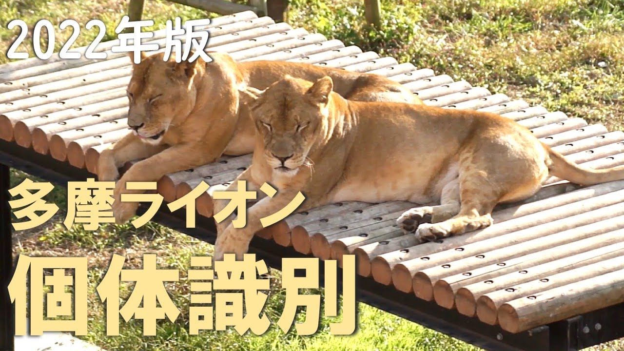【ライオン】個体識別【多摩動物公園】