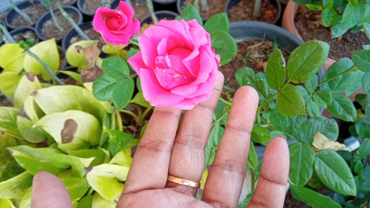 KrishnaGarden 🌱 is live Happy Women's Day to my Yt family 😚💖🎉🎁🎉🎂