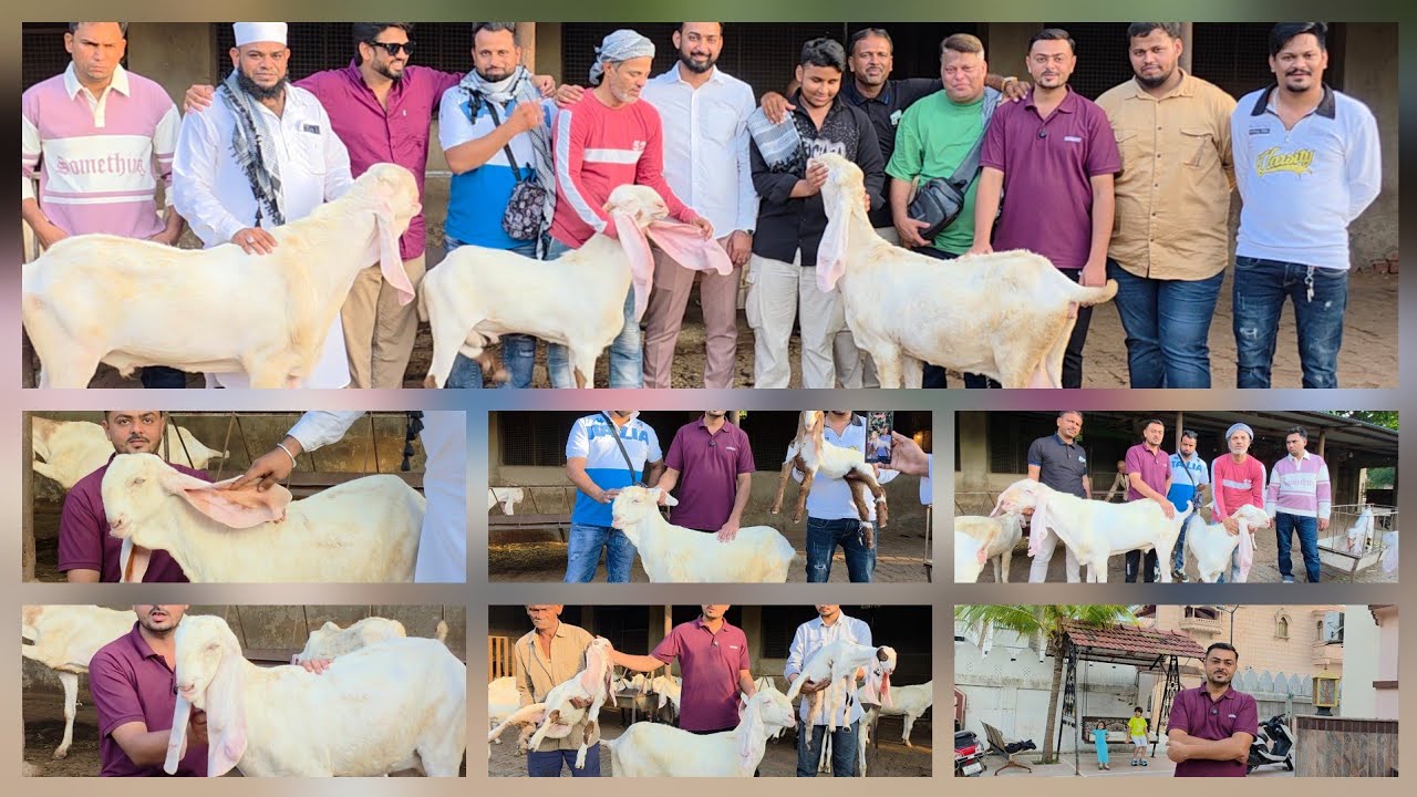 Ahmedabad Ki Shaan Royal Mukhi Goat Farm Ka Full Tour | Hibreed Breeding Setup Quality Results. 