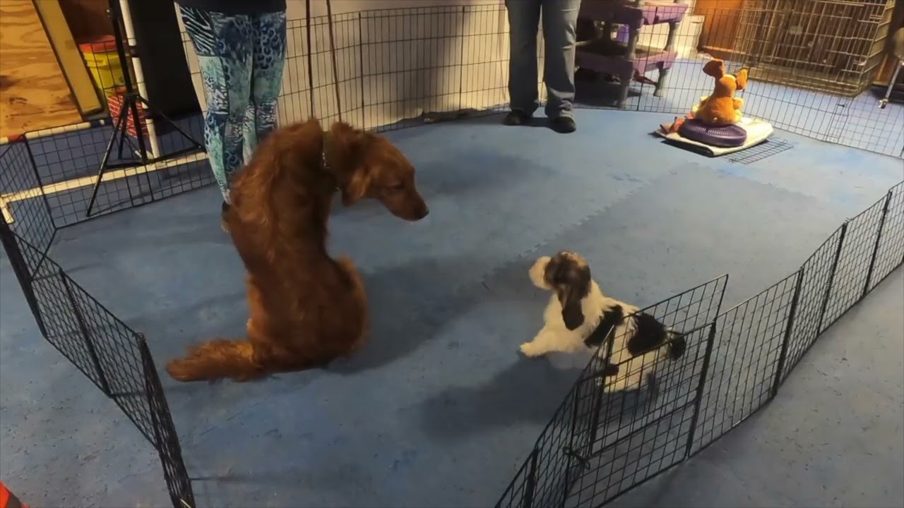 PBGV Puppy Evaluation