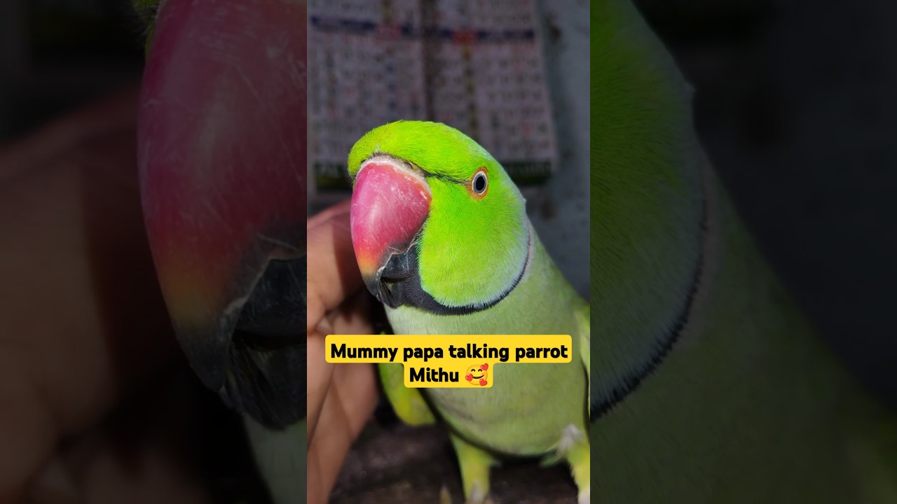 मिट्ठू मम्मी पापा बोल रहा है 🥰🦜