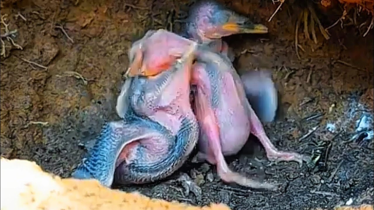 INI YANG TERJADI KETIKA BAYI KINGFISHER KEKURANGAN MAKANAN