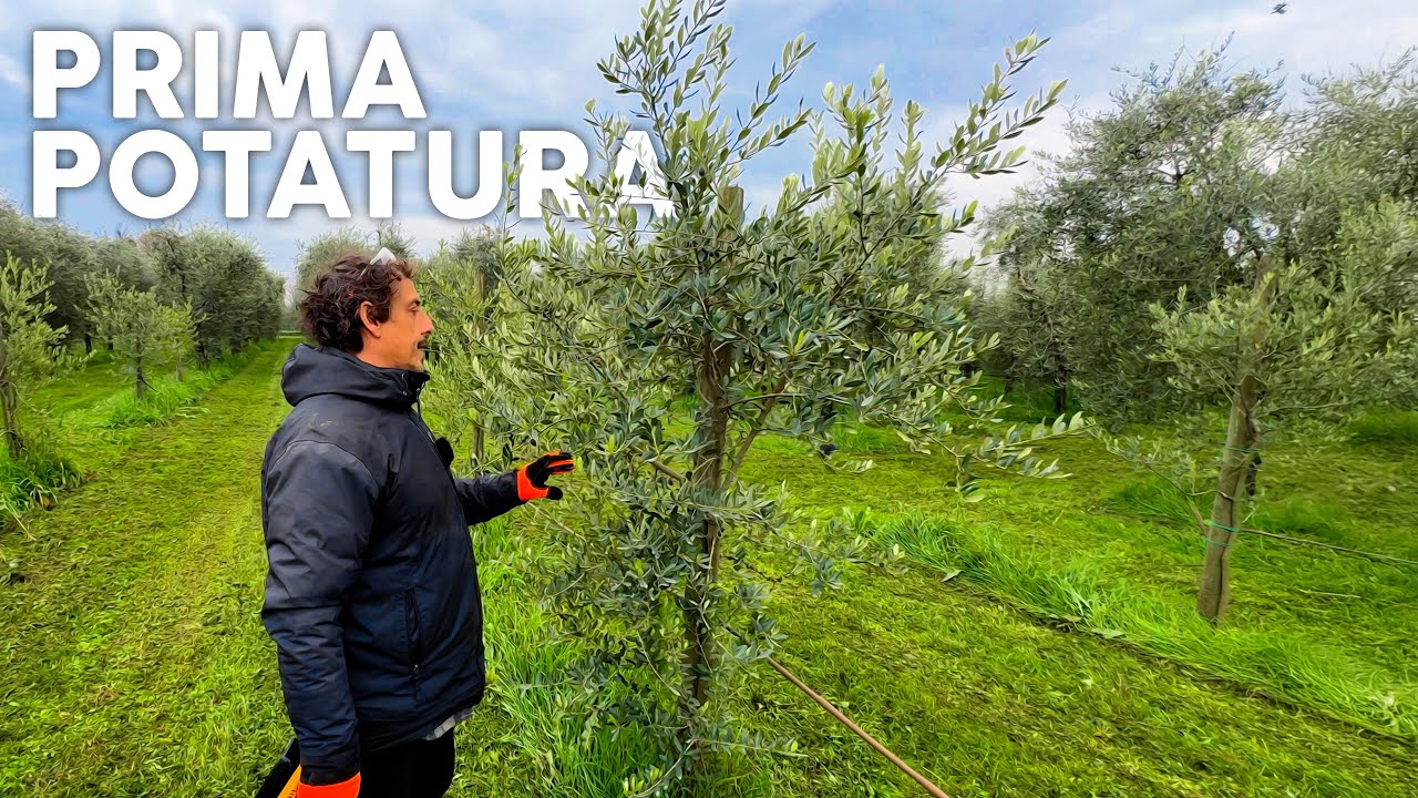POTATURA OLIVO 3/4 anni appena PIANTATO