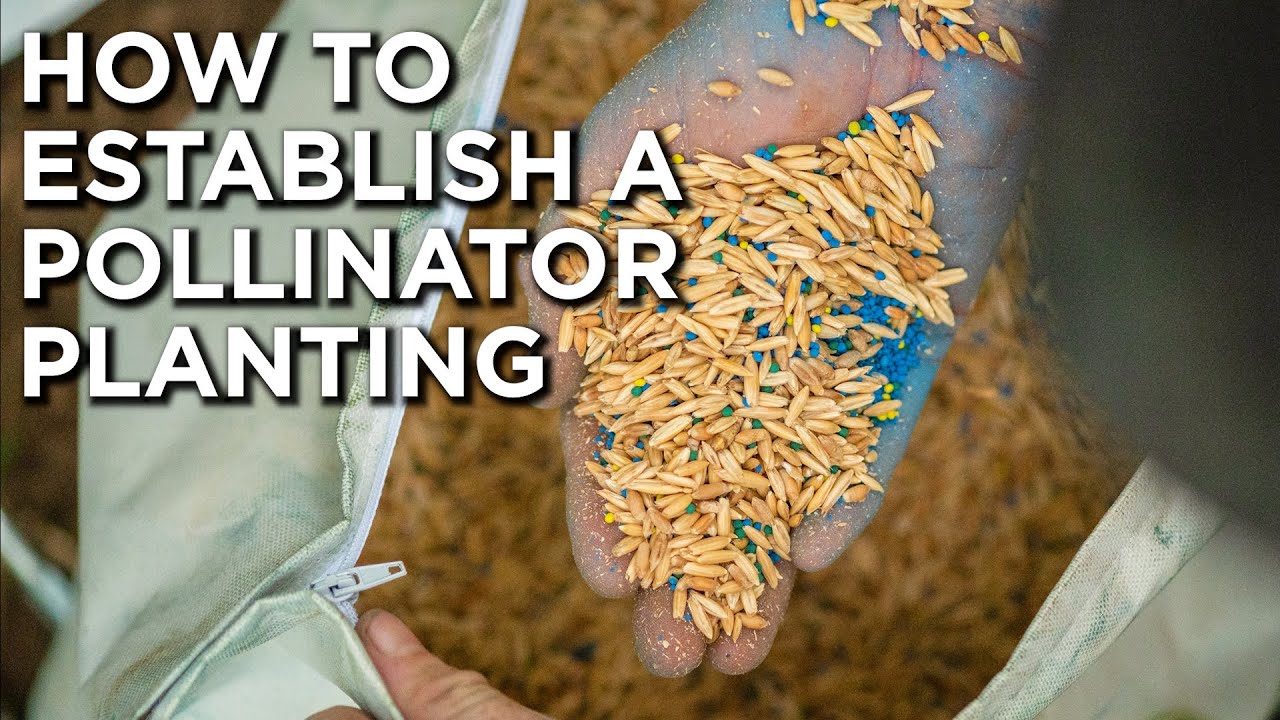 How To Properly Establish A Pollinator Planting!!