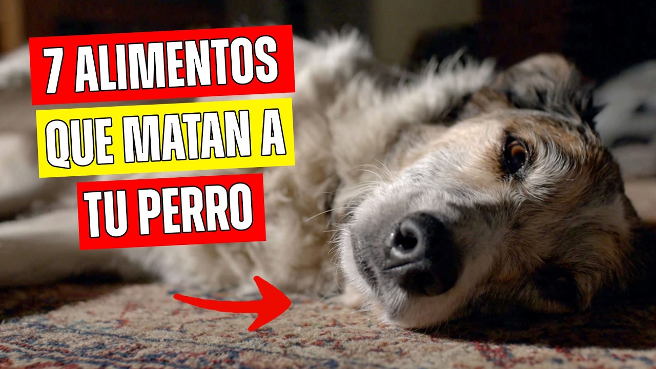 7 alimentos que parecen saludables pero destruyen el estómago de tu perro