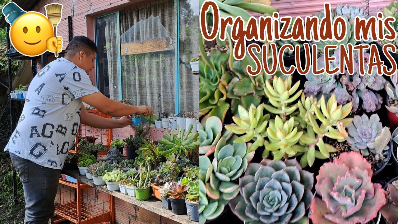 🌱Acompáñame a organizar mis suculentas y limpiar 🧽🧹 las estanterías.