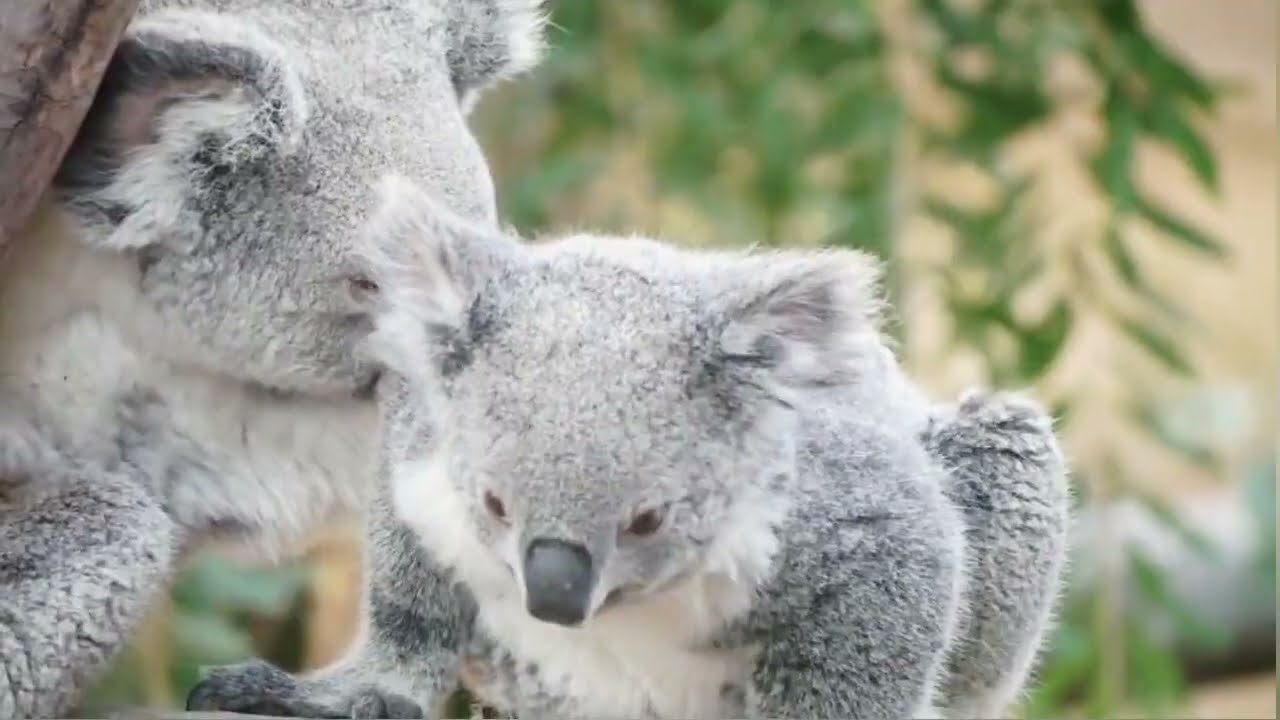  #coalas 🐨 as maravilhas dos #animais 