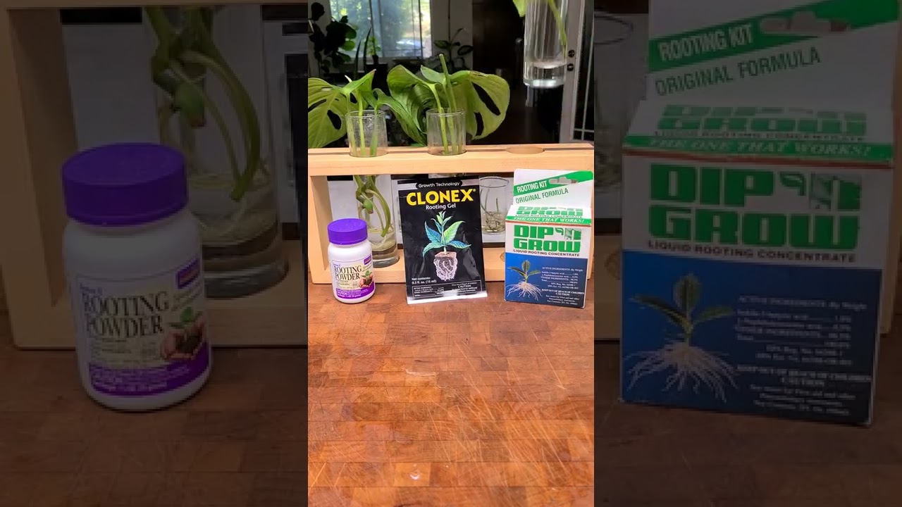 Blossm Plant Science Experiments: 