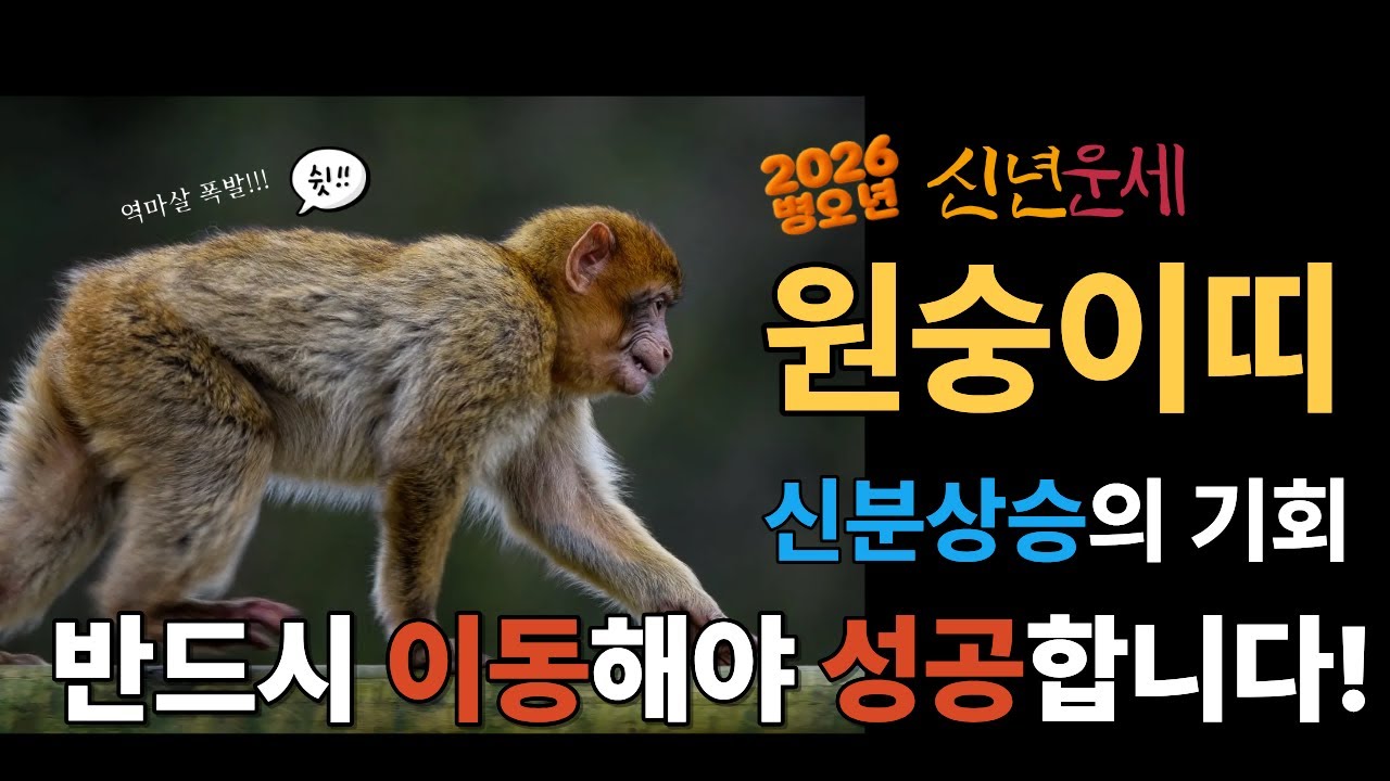 2026년 원숭이띠 운세: 드디어 신분 상승! 보석으로 거듭나는 역대급 전성기 I '이것' 모르면 12년 만에 온 기회 다 날립니다!