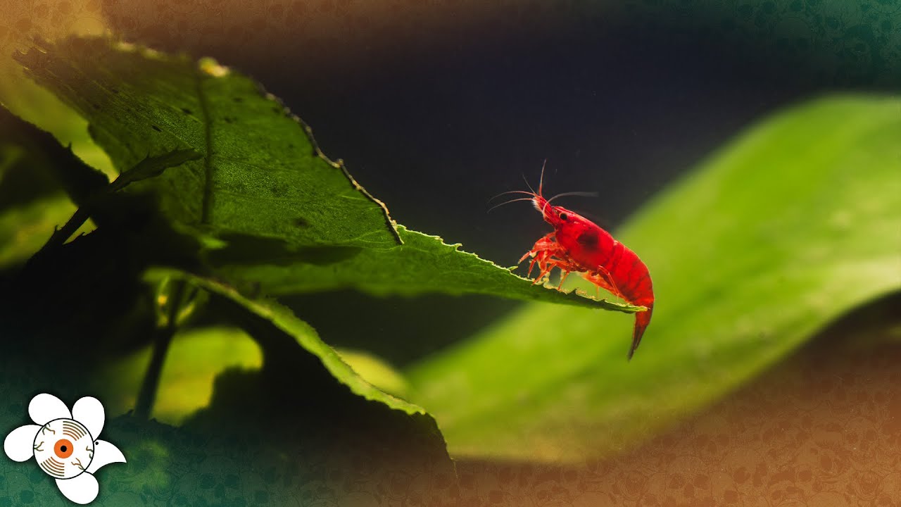 LIVE SHRIMP AQUARIUM - (NEW SHRIMP)