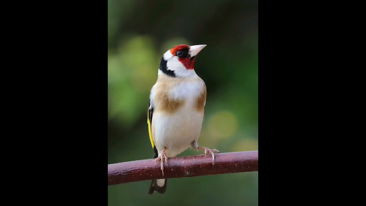 CD εκπαιδευτικο καρδερινας vol 9 (European Goldfinch song, chardonneret
