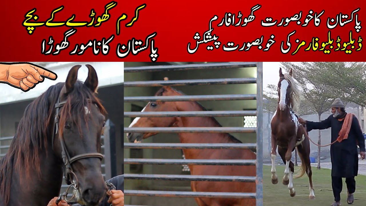 Ghora Karam kai Bache || Amazing Breed of WW tent pegging farms || Owner Waqar waheed puri || Horses