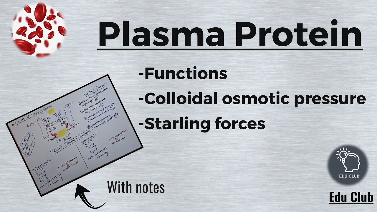 Plasma Proteins | Starling forces | Osmotic pressure || Blood Physiology