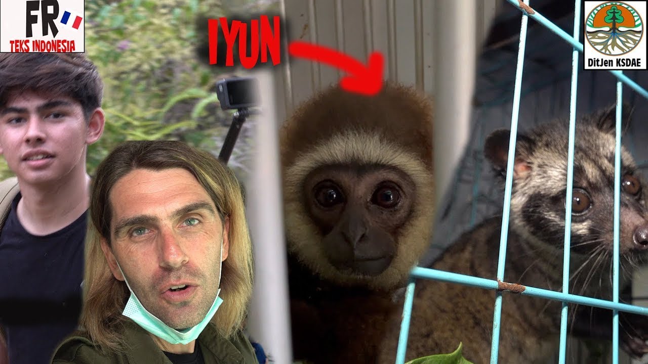 Le gibbon IYUN doit aller dans sa nouvelle volière !