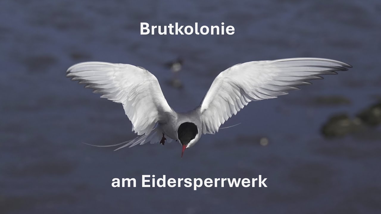 K&uuml;stenseeschwalben am Eidersperrwerk - Eine Brutkolonie f&uuml;r Seev&ouml;gel