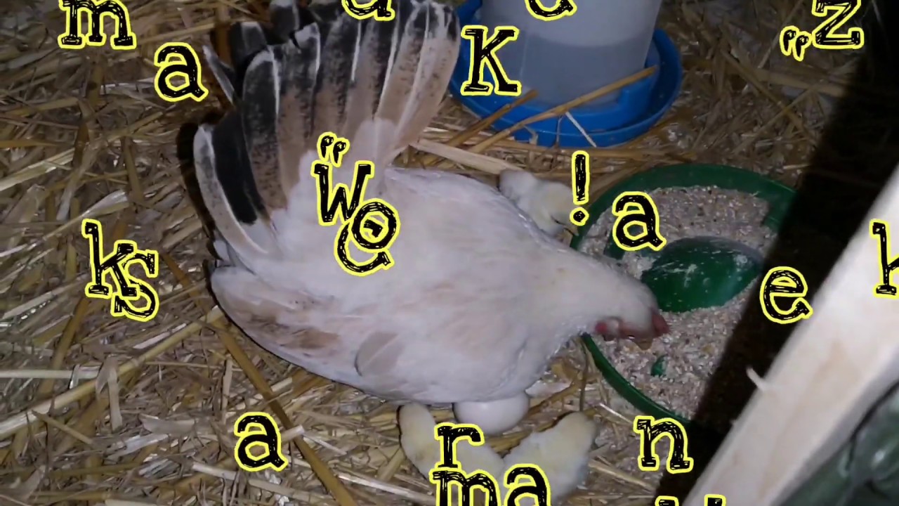 Mamka Kwoka /#2 Jak rasa kur najlepszą Mamka? 🐣