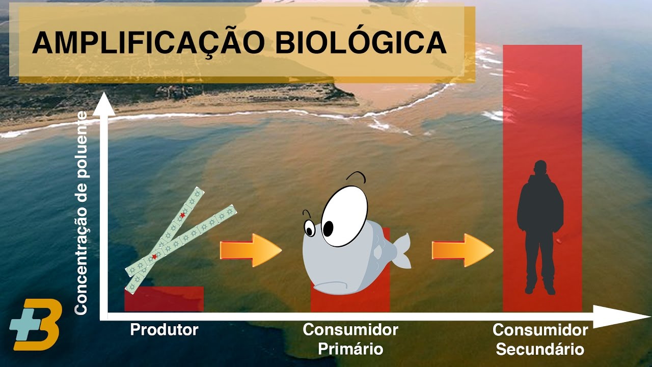 Bioacumulação e amplificação biológica (ou biomagnificação)