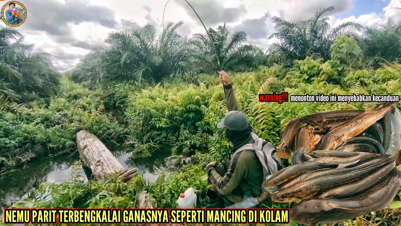 GAK NYANGKA NEMU PARIT SARANG LELE/LEMBAT DAN KIHUNG SEGANAS INI‼️@pemancingsungaiseruyan594